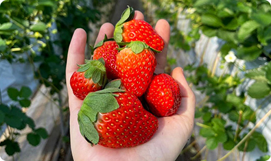 Strawberry
